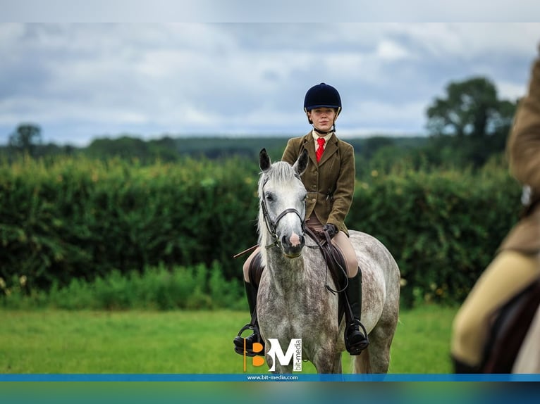 Connemara Gelding 4 years 14,2 hh Grey-Dapple in Mayo