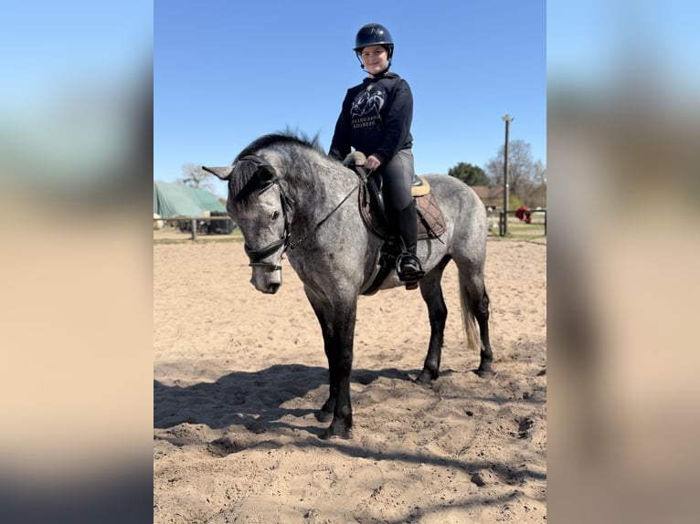 Connemara Gelding 4 years 14,2 hh Grey-Dapple in Trebbin