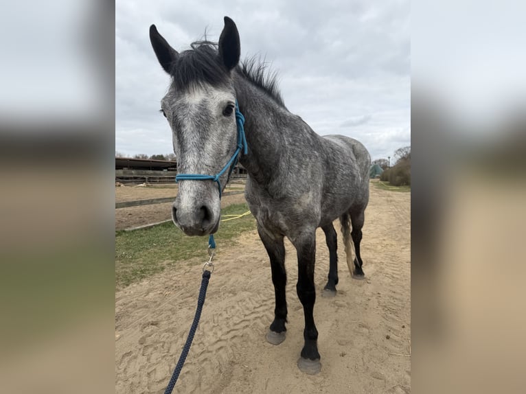 Connemara Gelding 4 years 14,2 hh Grey-Dapple in Trebbin