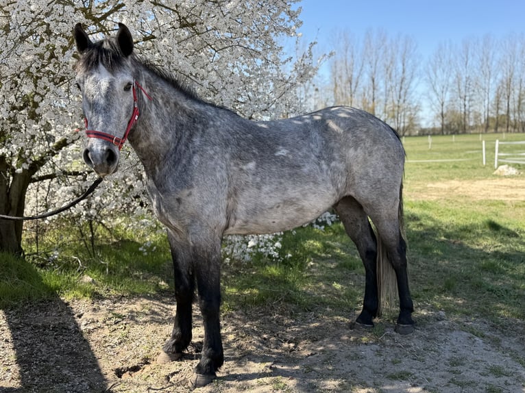 Connemara Gelding 4 years 14,2 hh Grey-Dapple in Trebbin