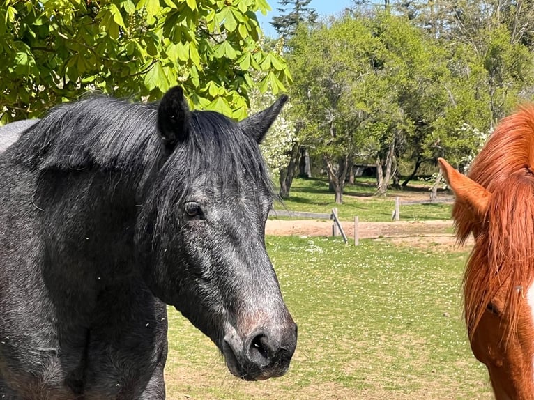 Connemara Gelding 4 years 14,2 hh Grey-Dark-Tan in Boppard