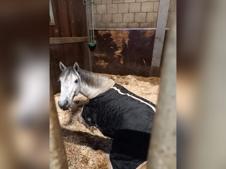 Connemara Gelding 4 years 14,2 hh Grey in Harmelen