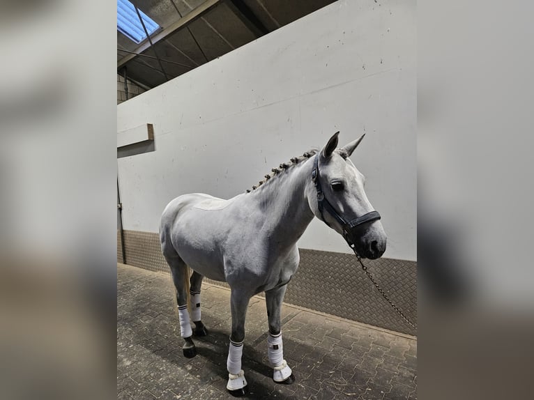 Connemara Gelding 4 years 14,2 hh Grey in Harmelen