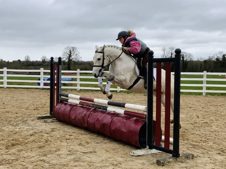 Connemara Gelding 4 years 14,2 hh Grey in Laois