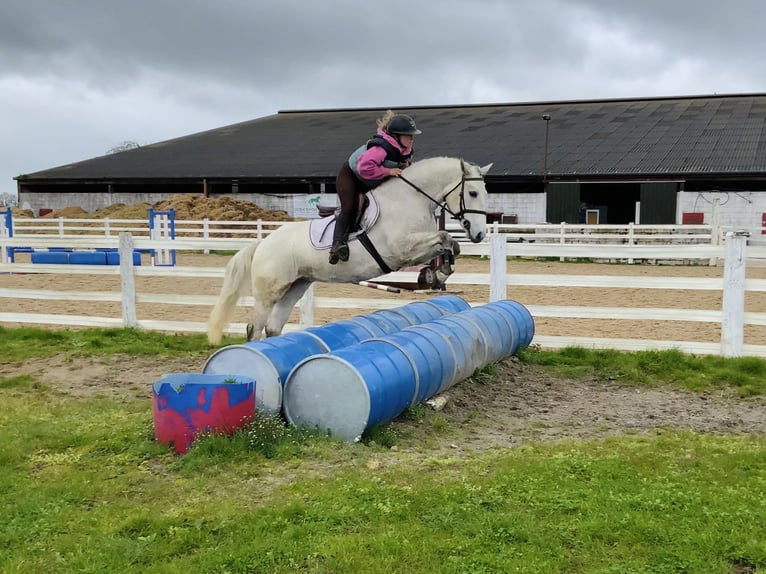 Connemara Gelding 4 years 14,2 hh Grey in Laois