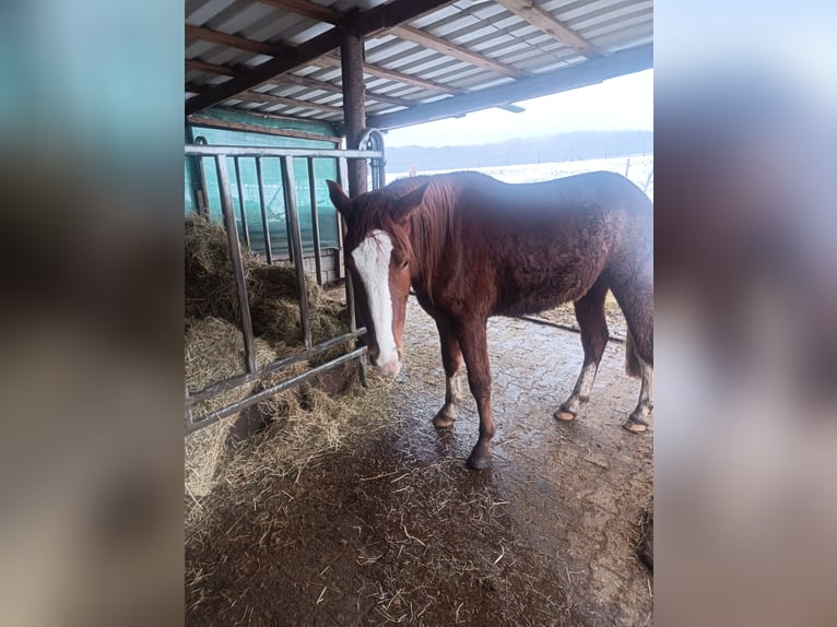 Connemara Mix Gelding 4 years 14,3 hh Chestnut-Red in Fischbach