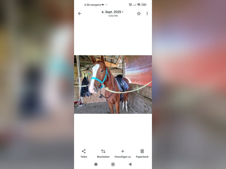Connemara Mix Gelding 4 years 14,3 hh Chestnut-Red in Fischbach