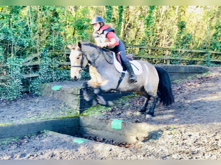 Connemara Gelding 4 years 14,3 hh Dun in Mountrath