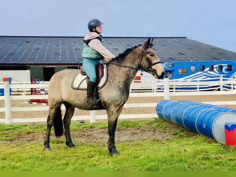 Connemara Gelding 4 years 14,3 hh Dun in Mountrath
