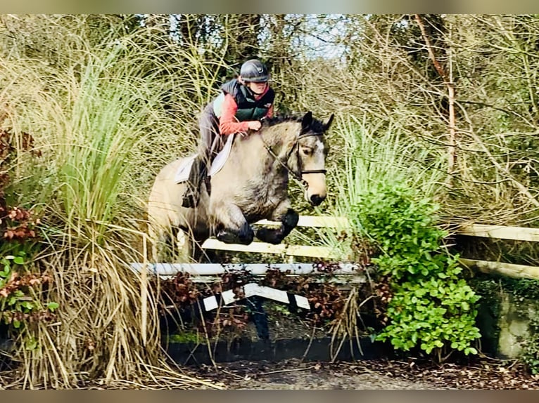 Connemara Gelding 4 years 14,3 hh Dun in Mountrath