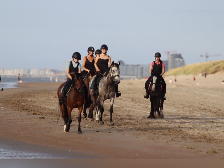 Connemara Gelding 4 years 14,3 hh Dun in Bogaarden