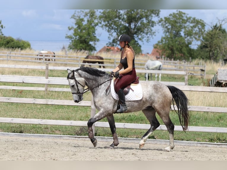 Connemara Gelding 4 years 14,3 hh Dun in Bogaarden