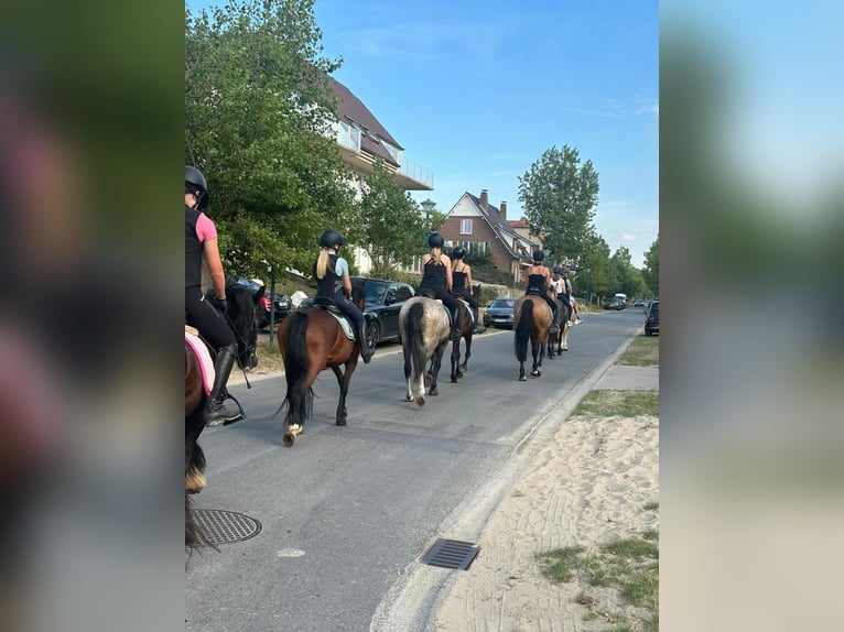 Connemara Gelding 4 years 14,3 hh Dun in Bogaarden