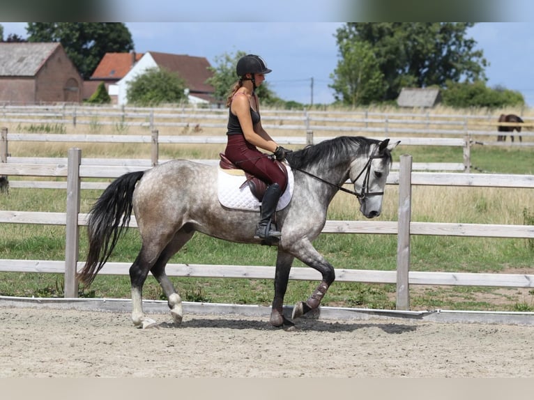 Connemara Gelding 4 years 14,3 hh Dun in Bogaarden