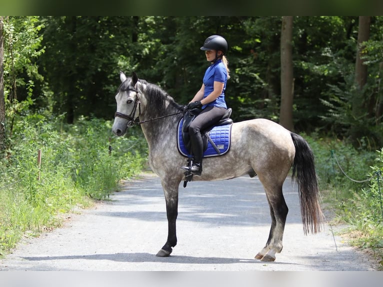 Connemara Gelding 4 years 14,3 hh Dun in Bogaarden