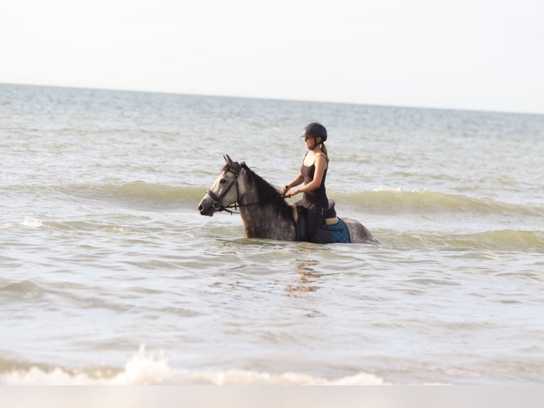 Connemara Gelding 4 years 14,3 hh Dun in Bogaarden
