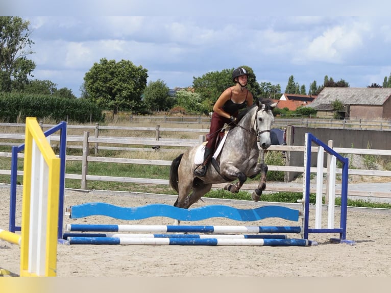 Connemara Gelding 4 years 14,3 hh Dun in Bogaarden