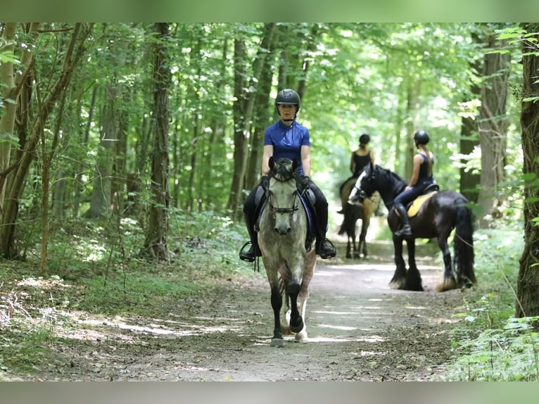 Connemara Gelding 4 years 14,3 hh Dun in Bogaarden