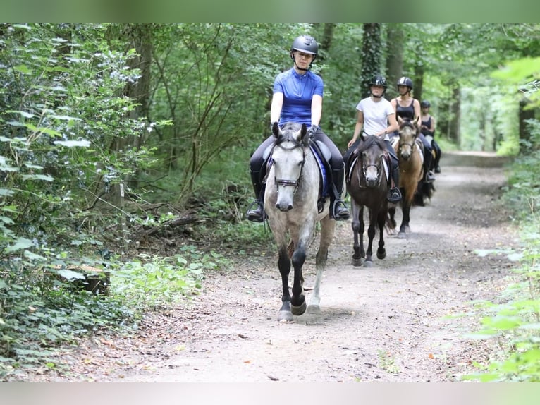 Connemara Gelding 4 years 14,3 hh Dun in Bogaarden