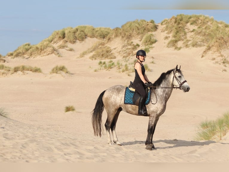 Connemara Gelding 4 years 14,3 hh Dun in Bogaarden