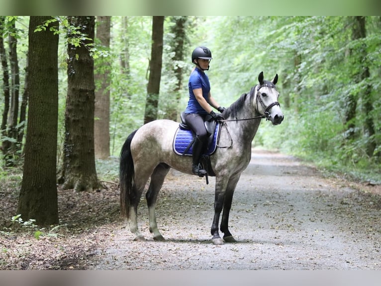 Connemara Gelding 4 years 14,3 hh Dun in Bogaarden