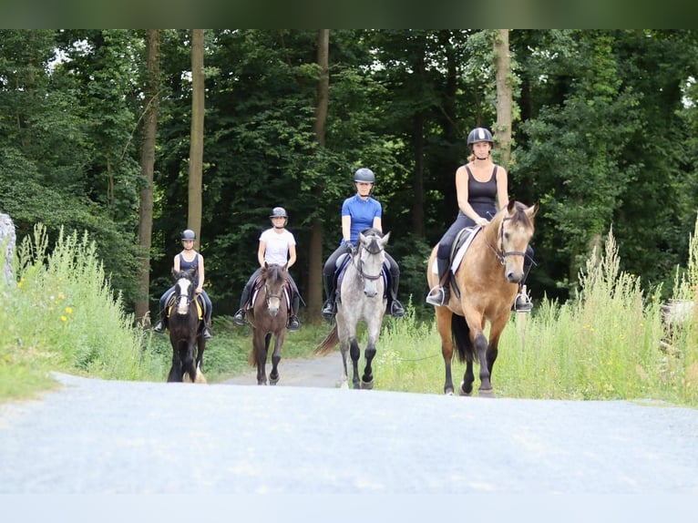 Connemara Gelding 4 years 14,3 hh Dun in Bogaarden