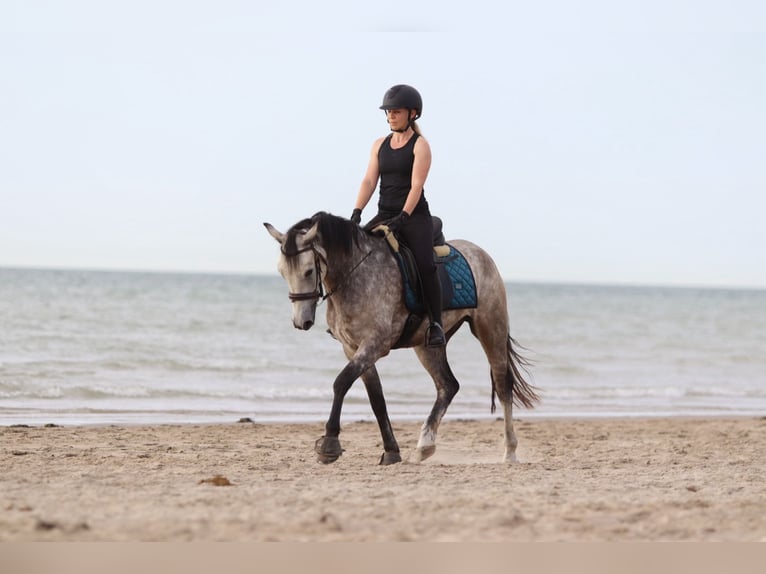 Connemara Gelding 4 years 14,3 hh Dun in Bogaarden