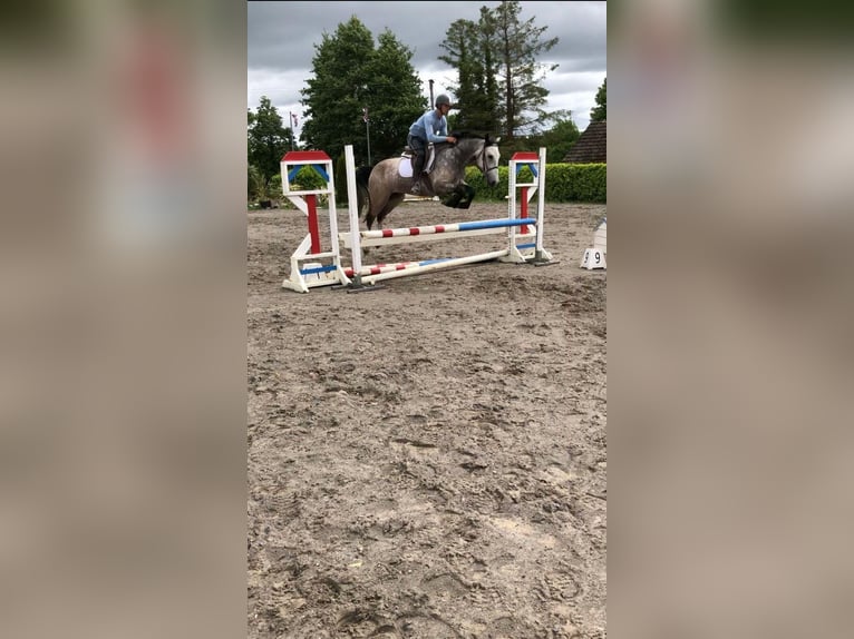 Connemara Gelding 4 years 14,3 hh Dun in Bogaarden