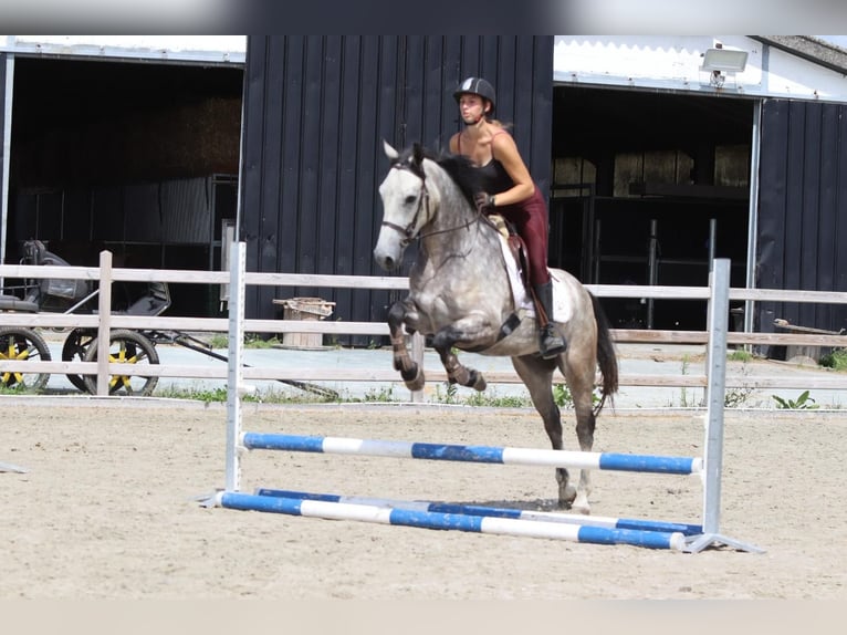 Connemara Gelding 4 years 14,3 hh Dun in Bogaarden