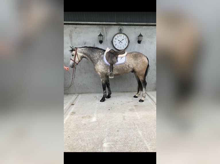 Connemara Gelding 4 years 14,3 hh Dun in Bogaarden