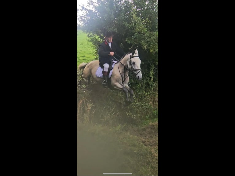 Connemara Gelding 4 years 14,3 hh Dun in Mountrath