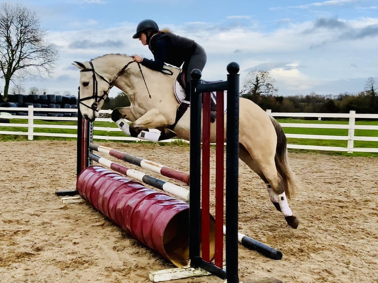 Connemara Gelding 4 years 14,3 hh Dun in Mountrath