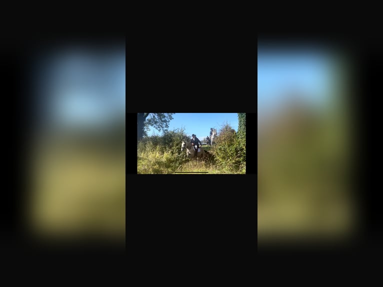 Connemara Gelding 4 years 14,3 hh Dun in Mountrath