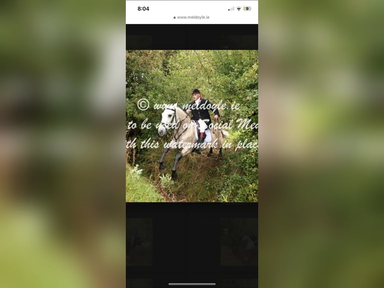 Connemara Gelding 4 years 14,3 hh Dun in Mountrath