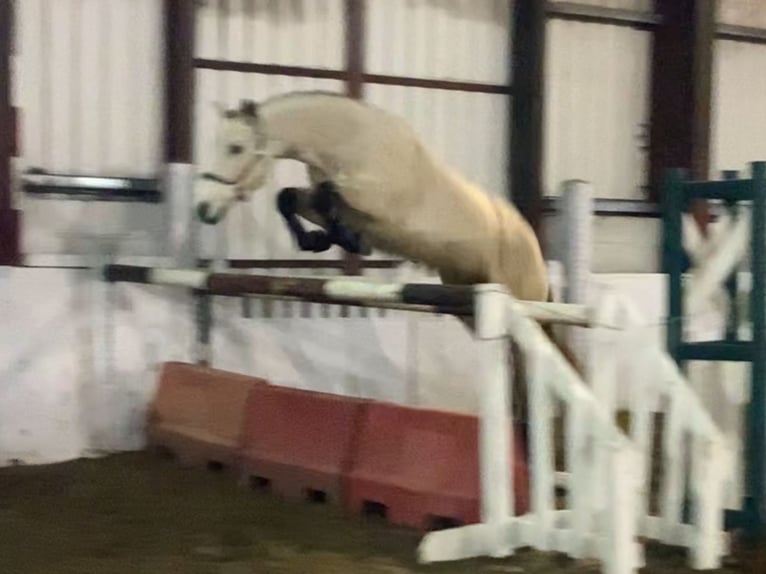 Connemara Gelding 4 years 14,3 hh Dun in Mountrath