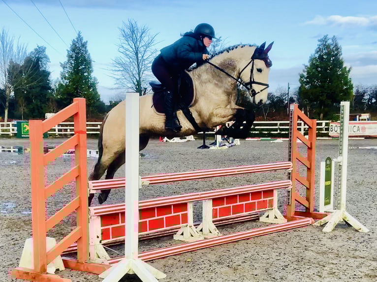 Connemara Gelding 4 years 14,3 hh Dun in Mountrath