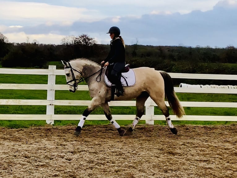 Connemara Gelding 4 years 14,3 hh Dun in Mountrath