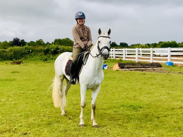Connemara Gelding 4 years 14,3 hh Gray in Mountrath