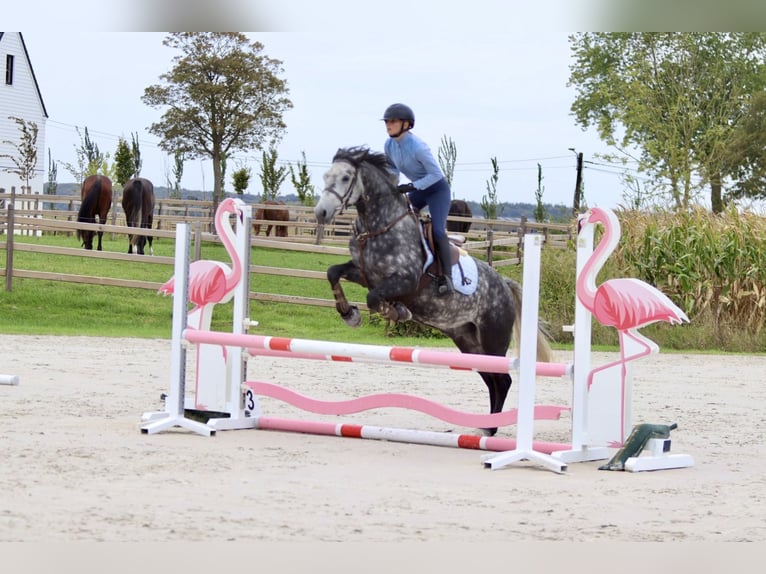 Connemara Gelding 4 years 14,3 hh Grey-Blue-Tan in Bogaarden Connemara Gelding 4 years 14,3 hh Grey-Blue-Tan in Bogaarden