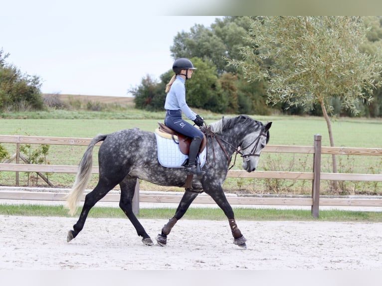 Connemara Gelding 4 years 14,3 hh Grey-Blue-Tan in Bogaarden