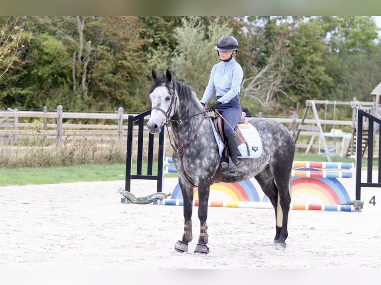 Connemara Gelding 4 years 14,3 hh Grey-Blue-Tan in Bogaarden