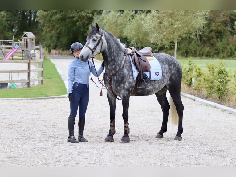 Connemara Gelding 4 years 14,3 hh Grey-Blue-Tan in Bogaarden