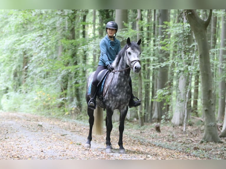 Connemara Gelding 4 years 14,3 hh Grey-Blue-Tan in Bogaarden