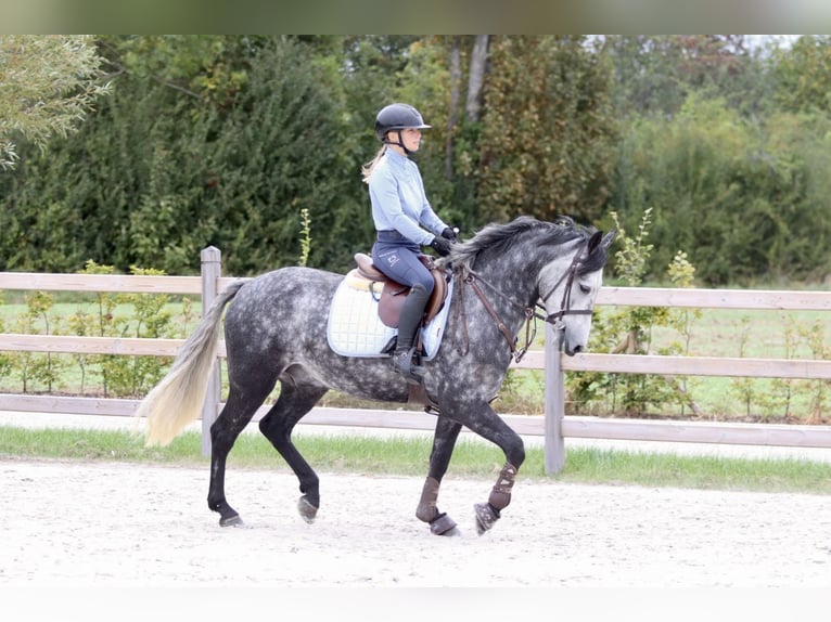 Connemara Gelding 4 years 14,3 hh Grey-Blue-Tan in Bogaarden