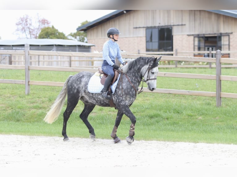 Connemara Gelding 4 years 14,3 hh Grey-Blue-Tan in Bogaarden
