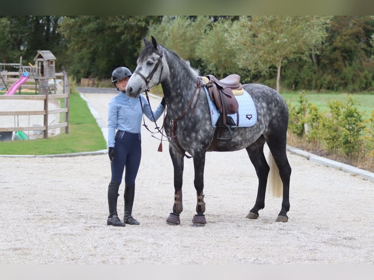Connemara Gelding 4 years 14,3 hh Grey-Blue-Tan in Bogaarden