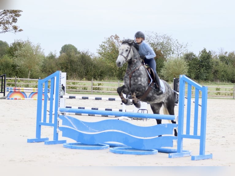 Connemara Gelding 4 years 14,3 hh Grey-Blue-Tan in Bogaarden