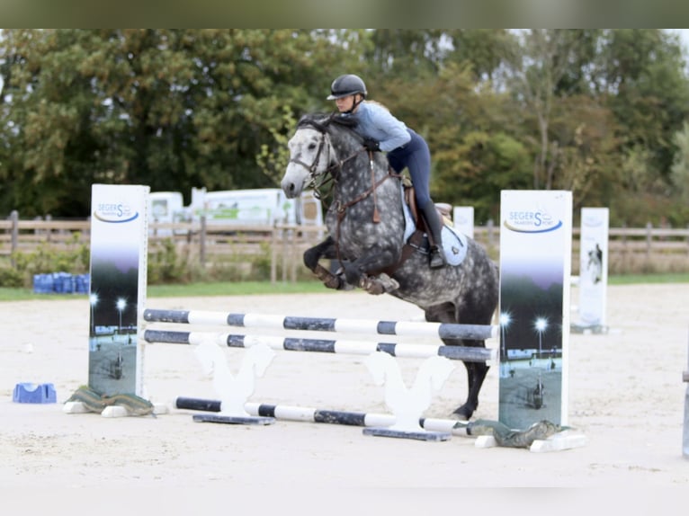 Connemara Gelding 4 years 14,3 hh Grey-Blue-Tan in Bogaarden