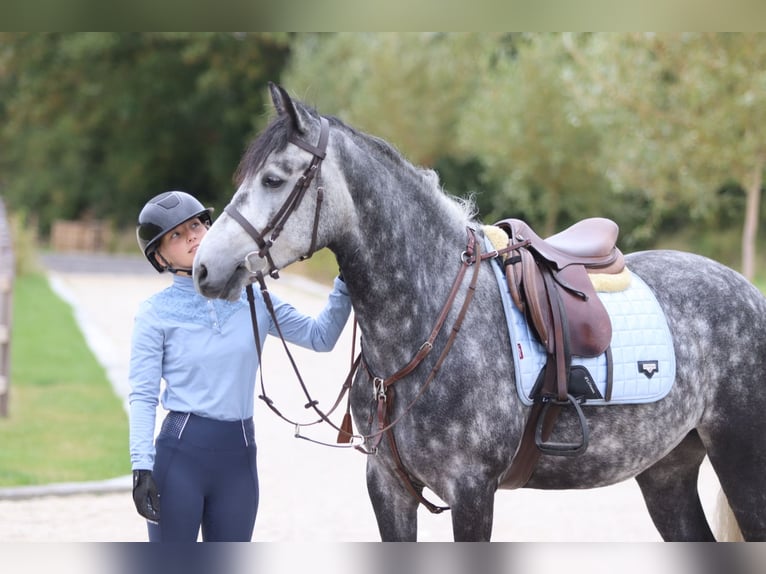 Connemara Gelding 4 years 14,3 hh Grey-Blue-Tan in Bogaarden