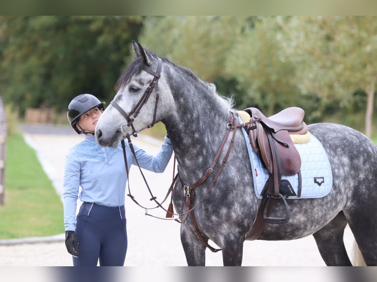 Connemara Gelding 4 years 14,3 hh Grey-Blue-Tan in Bogaarden